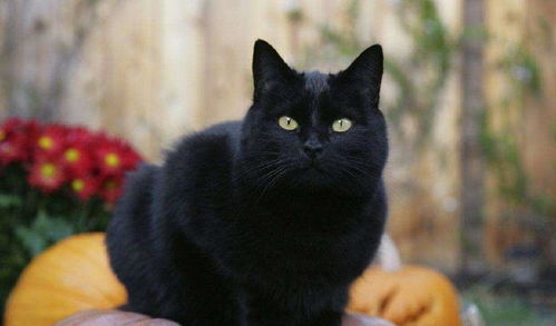 网友说养的黑猫关了灯就找不到, 大家不相信, 直到黑猫睁开了眼睛 