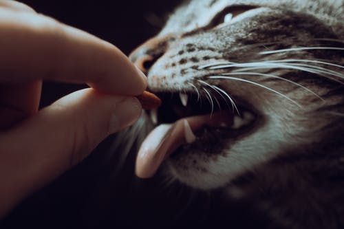 新猫到家,不吃不喝该怎么办