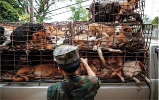 看完越南人吃狗肉,再也不会觉得玉林狗肉节残忍了 