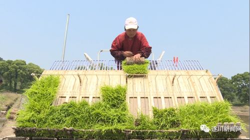 遂川 铁牛 稻田展雄姿 早稻生产 加速 跑