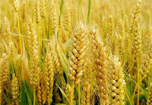 正月二十一 穿天节 也是 麦子日 了解老传统 驱邪保平安