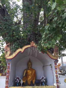 神奇的照片 古巴悟师父和佛寺 