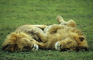 狮子的一天,工作4小时,睡觉20小时,称得上最懒的猫科 