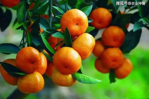今年柑橘行情或将上涨