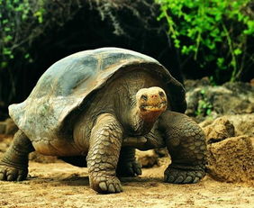 亚达伯拉象龟 搜狗百科 