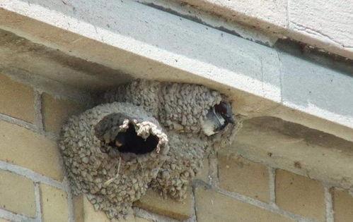 燕子到家里来筑巢代表什么 它们真能分辨 穷人 和 富人