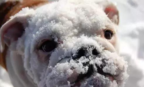 当南方的狗狗遇到下雪,竟然比主人还要兴奋 柯基在雪天却悲剧了