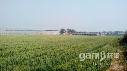 潍坊寿光市稻田镇15亩养殖用地养殖大棚土地转让 出租