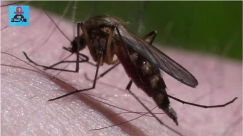 如果蚊子都灭绝了,会有什么后果 对人类而言是好事还是坏事 