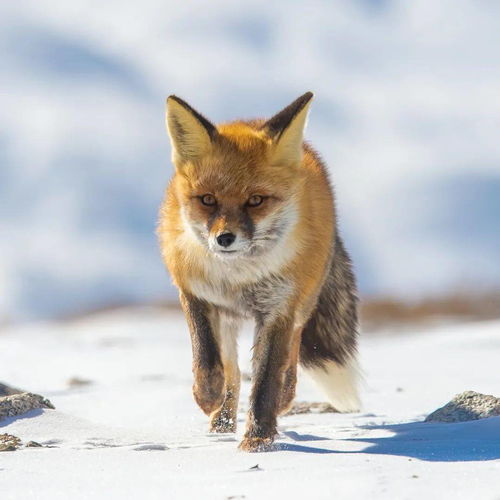 雪地生灵丨赤狐 新增为国家二级重点保护野生动物