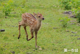 幼鹿要怎么养 幼鹿的饲养技术