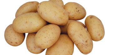 土豆原产地在哪里,中国土豆是荷兰进口的吗