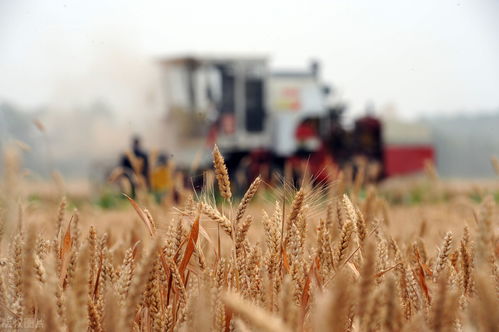 2023年小麦收割时间 2023年9月份小麦大涨可能性
