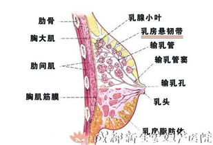 担心产后奶不够 你了解乳房结构和泌乳原理吗 