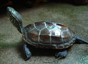中华草龟能游泳吗？