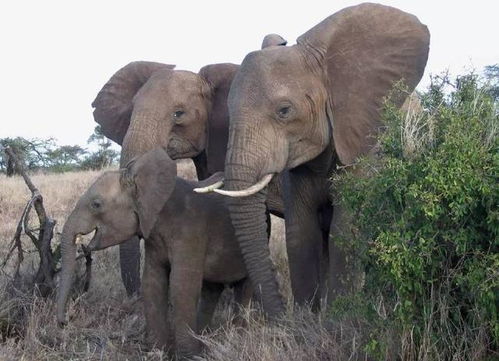 亚洲幼 亚洲象遇到非洲象会怎么样呢