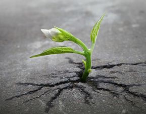 专家建议植物人生下孩子，我该养那个孩子吗(植物人生孩子醒了吗)