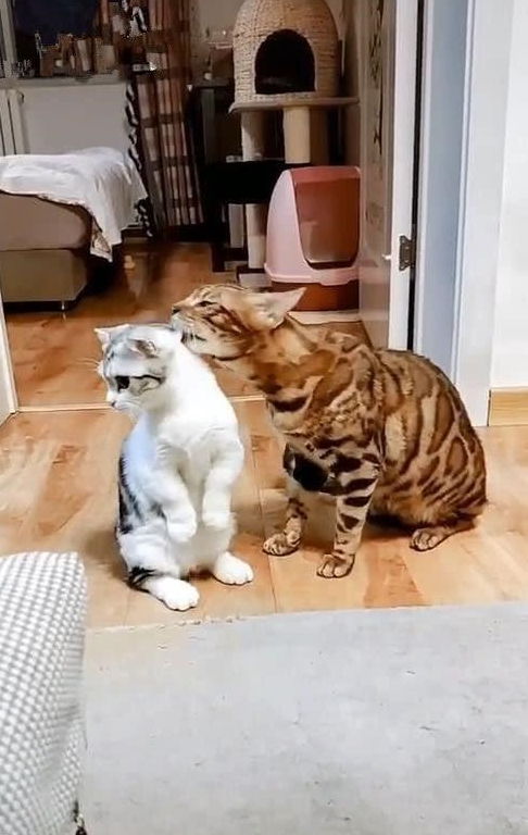 公猫跟母猫第一次相见,女子躲在角落观察后 现在的猫这么开放吗