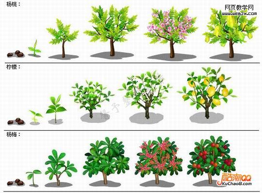 大树的成长过程图片 图片欣赏中心 急不急图文 Jpjww Com