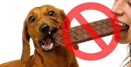 为什么狗狗不能吃巧克力 狮子科学百问