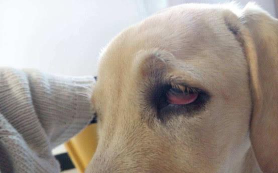 为什么狗狗的眼睛会红呢 这是什么原因 如何给它们解决呢