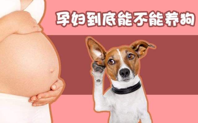 怀孕后不能养狗 不能玩手机 这些传言是真的吗