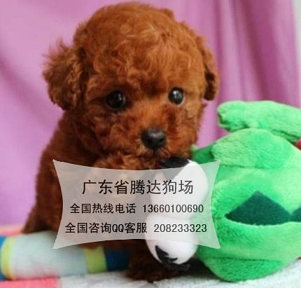 怎样能买到健康纯种的宠物狗 广州哪里有卖宠物狗 