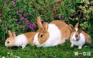 怎样预防母兔难产 母兔难产的预防措施
