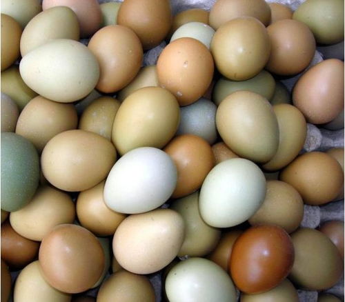 野鸡蛋大量出售