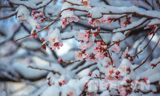 拉萨桃花傲春雪