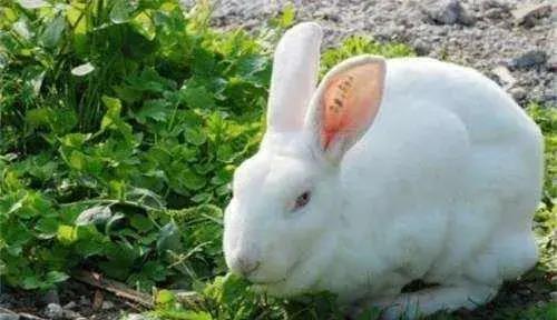 兔子繁殖快,农村为什么不养殖兔子致富
