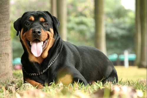 罗威纳犬 Rottweiler 世界十大名犬NO.4