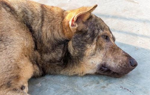 顶新宠物美容学校 出现这种症状,表明狗狗有 狂犬病 主人家要小心了