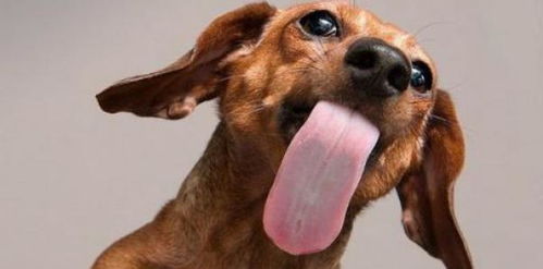 舌头语言 狗狗舔的地方不同,所要表达的东西也不同