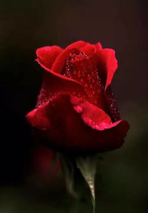 班得瑞 爱尔兰玫瑰 ,难得一见的音乐珍品 