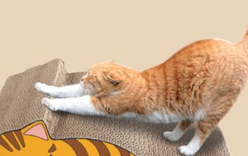 猫总抓沙发 养猫人家不配拥有沙发 那是因为你没有做这4件事