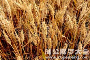 梦见成熟的小麦是什么意思