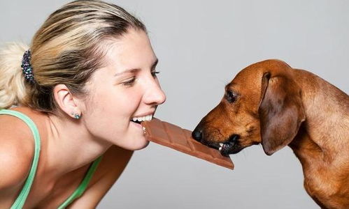 狗狗可以吃巧克力吗 可以吃草吗 铲屎官别傻傻的不知道了