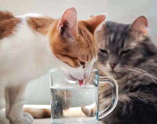 猫咪喝水的怪癖多,喜欢自来水就算了,连铲屎官的洗脚水都不放过 