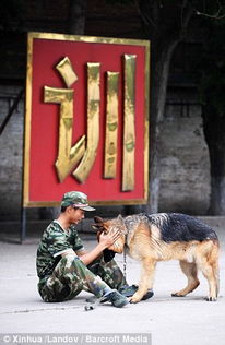 中国警犬学院 警犬排队等待吃饭 呆萌可爱