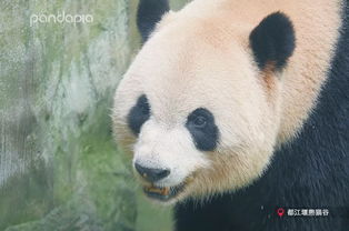 嘘 这里的大熊猫取名可真是玄学啊