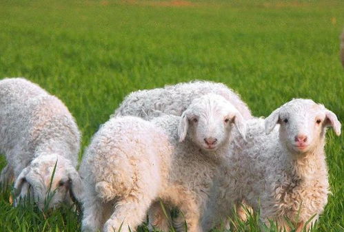 揭秘1967年 肖羊 的终身寿命,晚年是什么命 家有属羊的速看