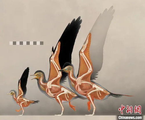 中国古代鹫是什么鸟？