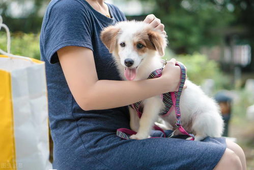 狗是狂犬病病毒主要宿主 养宠物狗就有可能传染上狂犬病 辟谣