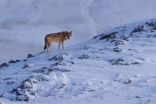 傲雪 狼 