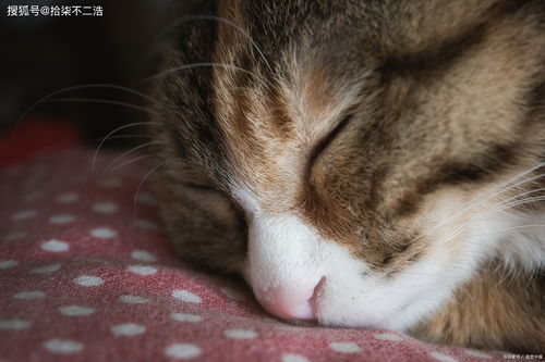 猫咪感冒的症状有哪些 怎么去发现照料,早知道早预防