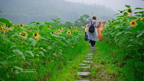 黄金铺满葵花海,探金寻龙金龙洞 