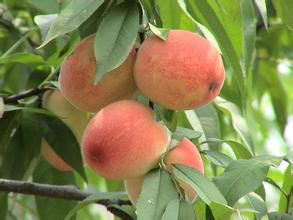 桃子的营养价值 桃子的营养价值是什么