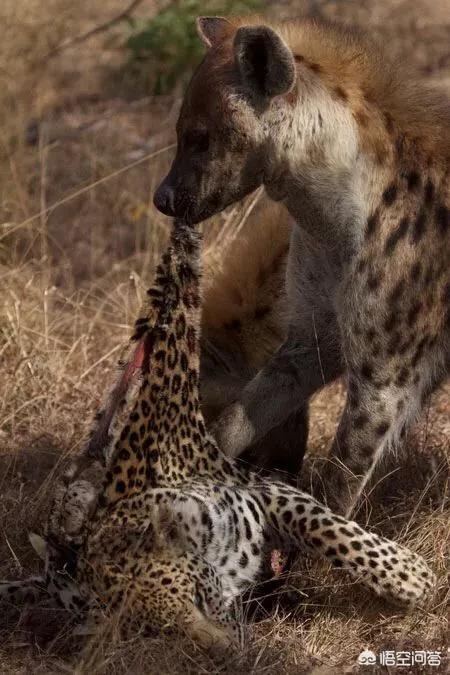 为什么网上有那么多人说鬣狗特别厉害,要是单挑的话鬣狗真的能咬到豹子吗