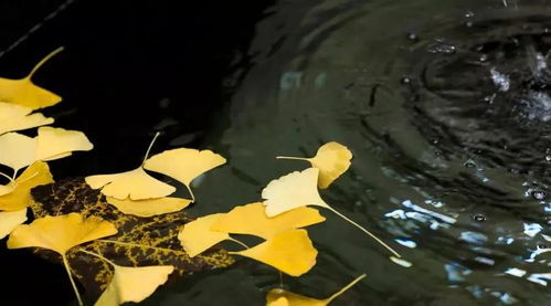 癸水生于申月死地的搭配